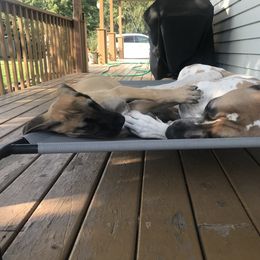 Great Dane Puppies from Buffalo Creek Great Danes