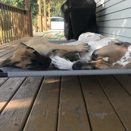 Great Dane Puppies from Buffalo Creek Great Danes