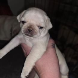 Qi'ra (Teal collar) - White female Pug puppy in Spokane, Washington from Kapelac's Royal Pugs
