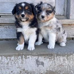 Australian Shepherd, Miniature American Shepherd, and Toy Australian Shepherd Puppies from OR Aussies