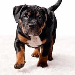 Daisy - Black tri-color female American Bully puppy in Conroe, Texas from Titanium Kilo Kennels Texas
