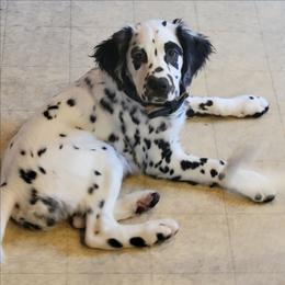 Mercy (LUA Longcoat) - White and black female Dalmatian puppy in Salem, Missouri from Paradise Spots Dalmatians