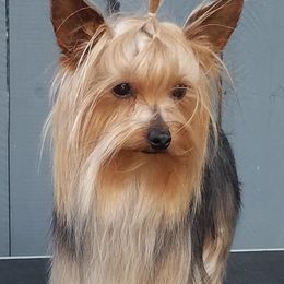 Teddy - Yorkshire Terrier