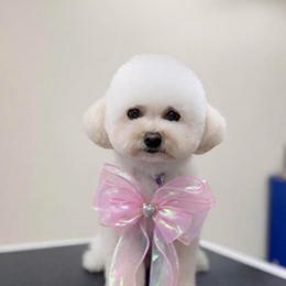 Ellie - Bichon Frise