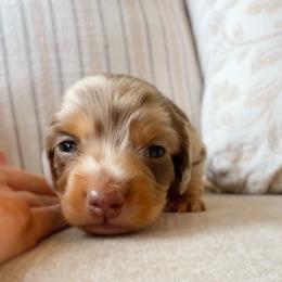 Nero - Dapple male Dachshund puppy in Cape Coral, Florida from Dear Dachshunds