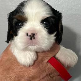 Red collar - Tri-color female Cavalier King Charles Spaniel puppy in Great Bend, Kansas from Bridgeford Cavaliers