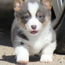American Corgi, French Bulldog, and Pembroke Welsh Corgi Puppies from Moonstone Corgis & Frenchies