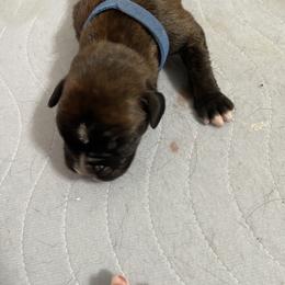 Boy 1 - Brindle Boxer puppy in Bethel Park, Pennsylvania from Goodfella Boxers
