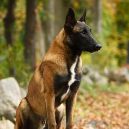 Sig - Belgian Malinois