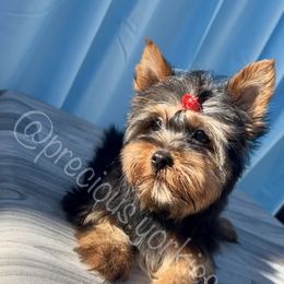 Red Collar - Black and tan Yorkshire Terrier puppy in San Jose, California from Precious Yorkies