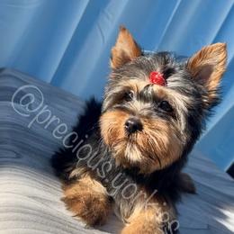 Red Collar - Black and tan Yorkshire Terrier puppy in San Jose, California from Precious Yorkies