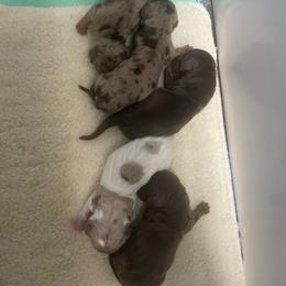 Cleo - Piebald female Dachshund puppy in Norwood, Missouri from A&J Weenies