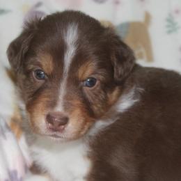 Remy - Red tri-color male Australian Shepherd puppy in Granville, Ohio from River Trails Aussies