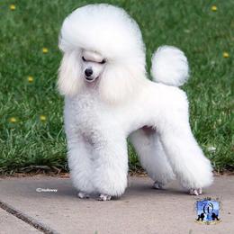 Poodle All Grown Up from Winsome Toy Poodles