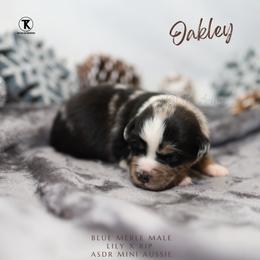 Oakley- BMM - Blue merle male Miniature Australian Shepherd puppy in Nacogdoches, Texas from TK Standard, Mini, & Toy Aussies