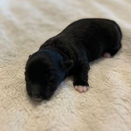 Black - Black female Coton de Tulear puppy in Oakhurst, California from Gidget Cotons - ACC