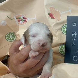 Cosmo - Orange and white male Brittany puppy in Downers Grove, Illinois from Attitude Brittanys