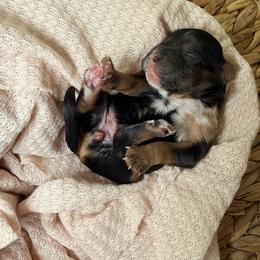 Cockapoo and Goldendoodle Puppies from Jax Doodles