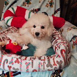 Blackie - White and buff male Bichon Frise puppy in Chatham, Illinois from Bichon Frise Partnership