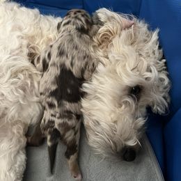 Assorted Doodle Crosses and Miniature Australian Shepherds from Sweetgrass Doodles
