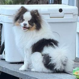 Buster - Pomeranian