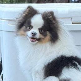 Buster - Pomeranian