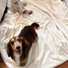 Bloom - Dachshund