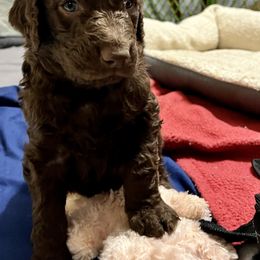 Goldendoodle and Poodle Puppies from Polly Wally Poodles and Doodles