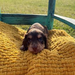 Sadie - Brindle female Dachshund puppy in New Albany, Mississippi from Double A. Doxies