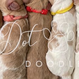 Cavapoos and Goldendoodles from Dot & Dash Doodles