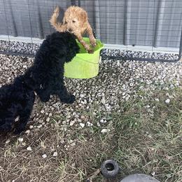 Aussiedoodle, Australian Shepherd, Bernedoodle, Cockapoo, and Poodle Puppies from Sis' Doodles & Poodles