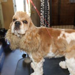 Gus - Cocker Spaniel