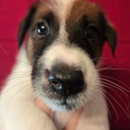 PJ - White black and tan male Smooth Fox Terrier puppy in Lake City, Florida from Providence Kennels