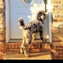 Deluca  - Goldendoodle