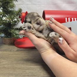 Kitt - Liver female Miniature Schnauzer puppy in Huntington, Utah from Schnauzers on Robinson Lane