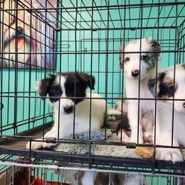Border Collie Puppies from Oddity Kennels