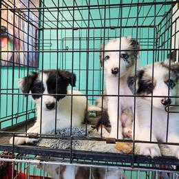 Border Collie Puppies from Oddity Kennels