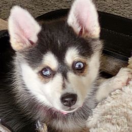 Pomskies from SE Ohio pomsky