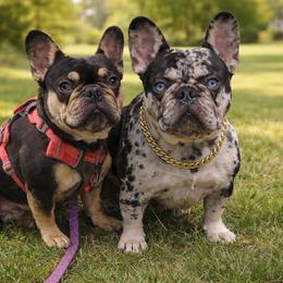 French Bulldog puppies from Upstate NY French & English Bulldogs