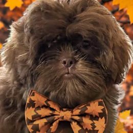 Clancy - Chocolate male Shih Tzu puppy in Tallahassee, Florida from Bows and Bow Ties