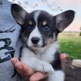 Daisy - Black and tan female Pembroke Welsh Corgi puppy in Sidney, Ohio from Cozy Corgi Ranch