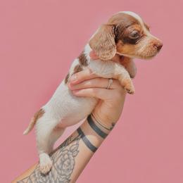 Trinity - Dapple female Dachshund puppy in Augusta, Georgia from Cherokee Hill Dachshunds