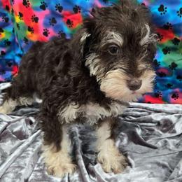 Krispies - Liver male Miniature Schnauzer puppy in Neosho, Missouri from Cooley's Cuddle Pups