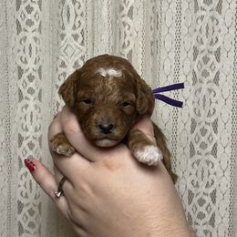 Cherry - Red  female Poodle puppy in Queen Creek, Arizona from Desert Born Kennel