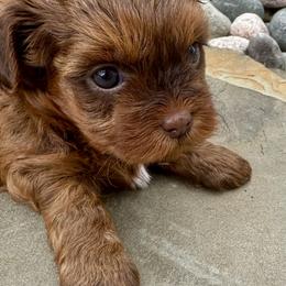 Rutabaga - Red female Shihpoo puppy in Howard City, Michigan from Petite Joie Puppies