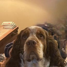 English Springer Spaniels from Flatbranch English Springer Spaniels
