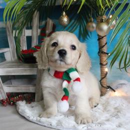 Brittney - Cream female Dachshund puppy in Pace, Florida from Shoebox Doxie’s