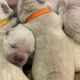 Golden Retrievers and Yorkshire Terriers from Auburn’s Golden Retrievers and Yorkshire Terriers