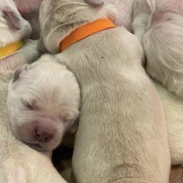Golden Retrievers and Yorkshire Terriers from Auburn’s Golden Retrievers and Yorkshire Terriers