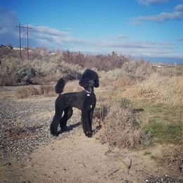 German Shorthaired Pointer and Poodle All Grown Up from Misfire Kennel